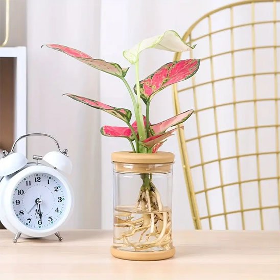 Pot de fleurs sur la table
