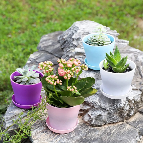 Pot de fleur couleur de bonbon sur  des roches