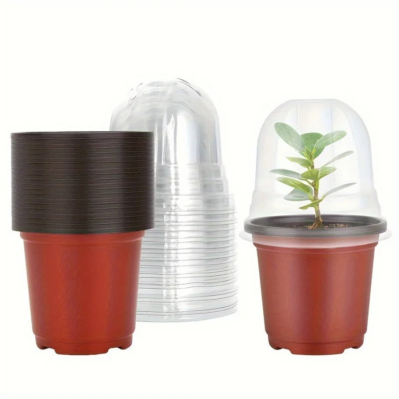 Pots de semis avec plante