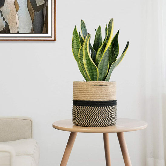 cache pots pratique pour vous plante.