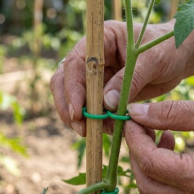 deux main qui attache un Support plante grimpante avec une plante