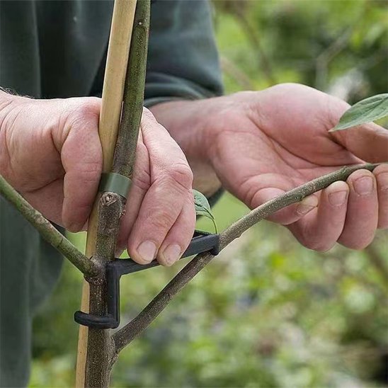 un homme installe le Support plante intérieur pour séparés les deux branche 