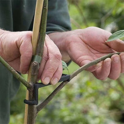 un homme installe le Support plante intérieur pour séparés les deux branche 