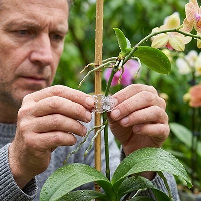 un homme qui met un Support plante grimpante en forme de pince sur  l'orchidée