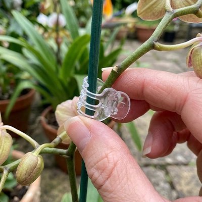une main qui installe un Support plante grimpante en forme de pince sur une plante