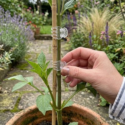 un main qui met Support plante grimpante en forme de pince sur la tige d'une plante