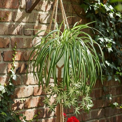 Plante artificielle tombante suspendu dehors 