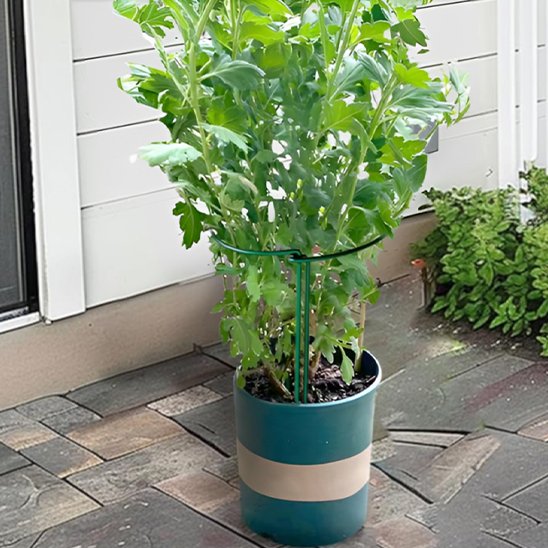 une plante avec un Support plante intérieur devant la port d'entres 