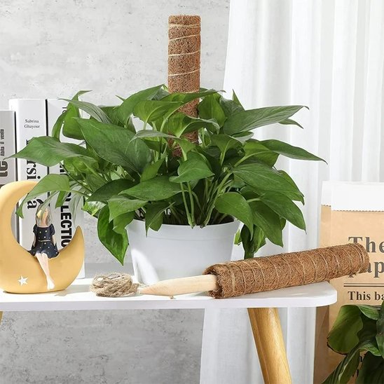 une plante avec Tuteur plante en fibre de coco 