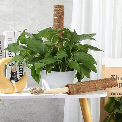 une plante avec Tuteur plante en fibre de coco 
