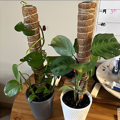 une plante grimpante avec un Tuteur plante en fibre de coco 