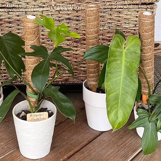 plusieurs plante avec un  Tuteur plante en fibre de coco 