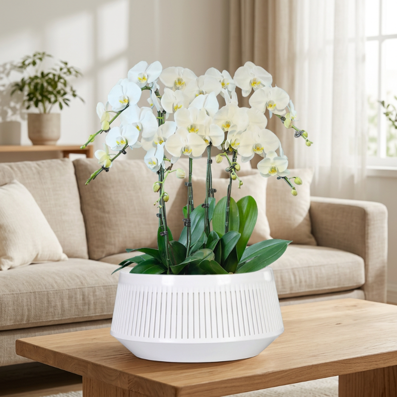 Pot blanc avec orchidées dans un salon lumineux