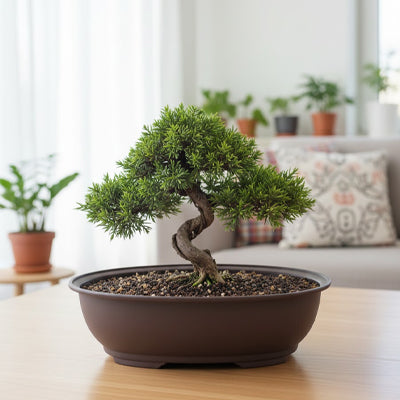 pot de bonsaï sur la table