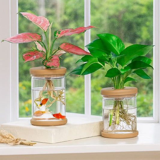 Pot de fleurs avec l'eau sans terre