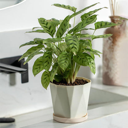 pot de fleur dans salon.