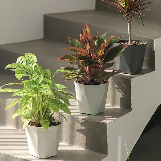 pot de fleur sur marche