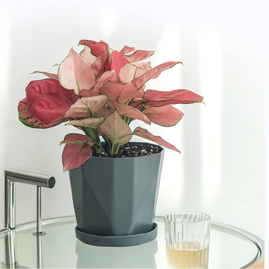 pot de fleur sur table de salon