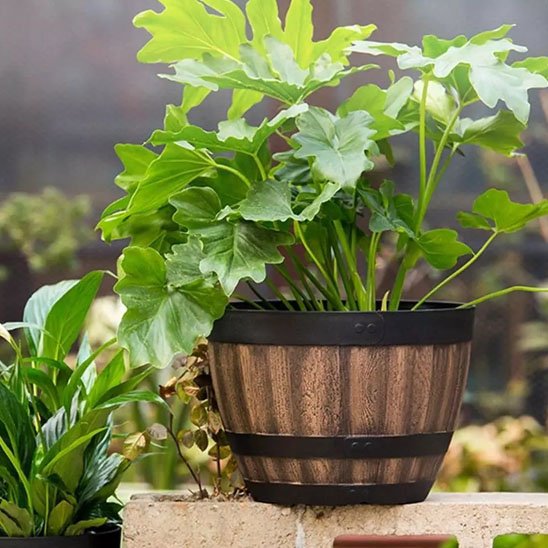 Pots de fleurs dehors