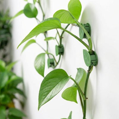 Support plante grimpante en forme de feuille accroche sur un mure