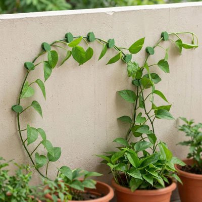 Support plante grimpante en forme de feuille qui fait une forme a une plante 