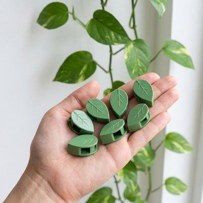Support plante grimpante en forme de feuille dans la main d'une femme 
