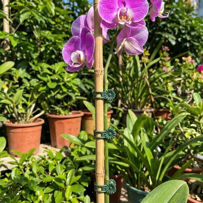 Support plante grimpante en forme de pinces qui tient une fleur