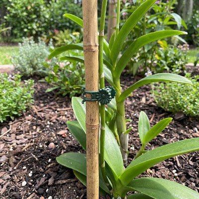Support plante grimpante en forme de pinces qui tient une tige de plante