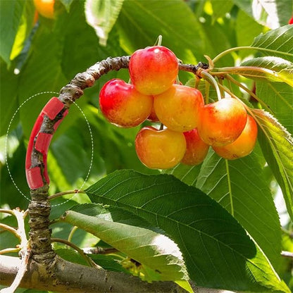 Support plante intérieur qui contrôler  la forme des branches
