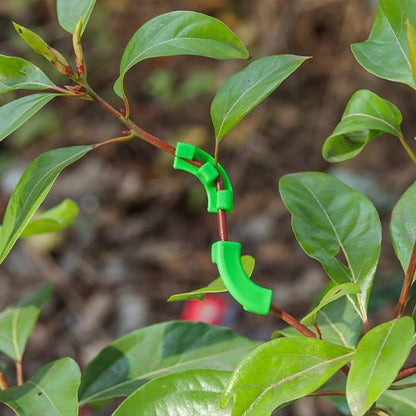 Support plante intérieur qui manipuler la forme des plantes 