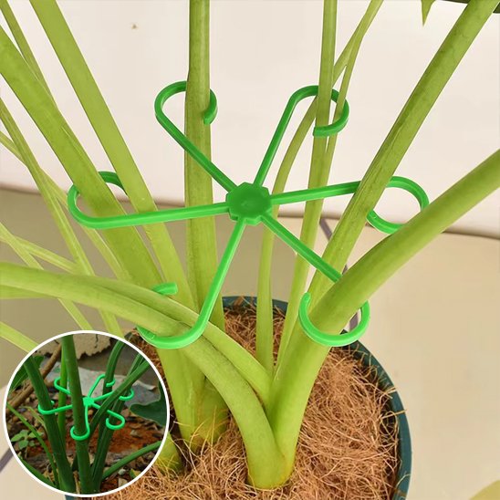 Support plante intérieur qui stabilise les tiges et les empêchant de tombe 