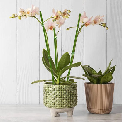 Support plante intérieur QUI TIENT UNE  d'orchidée