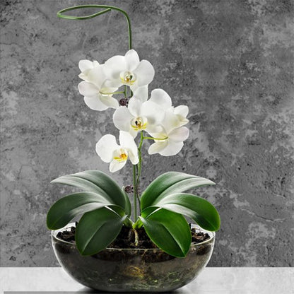 Support plante intérieur qui tient une petite plante d'orchidée