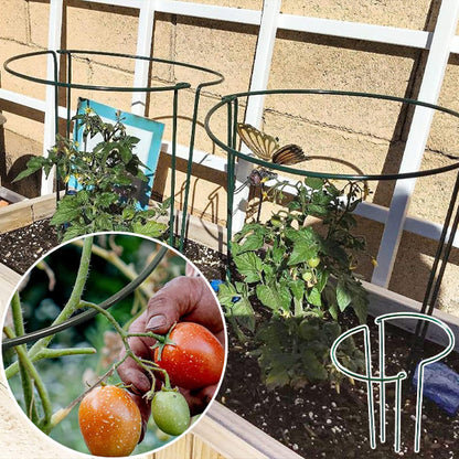 support plante intérieur qui tient une plante de tomate droite