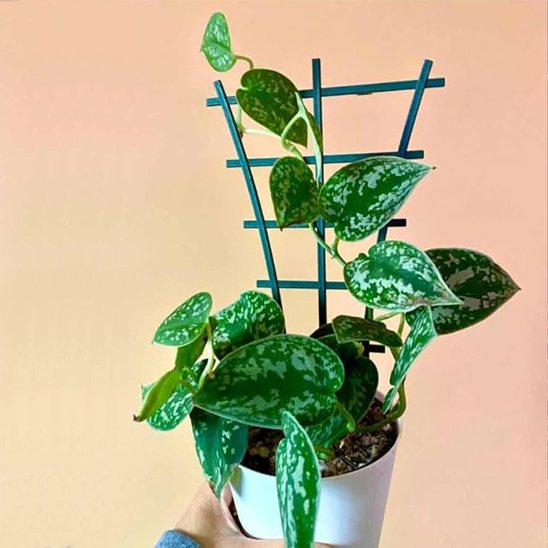 Supports pour plantes  dans un pot