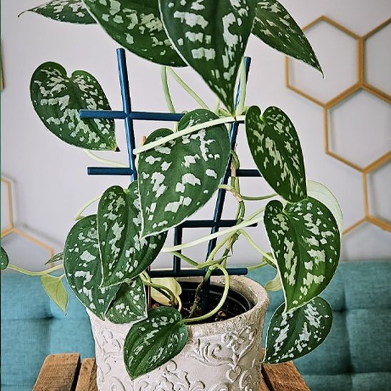 Supports pour plantes sur une plante grimpante  