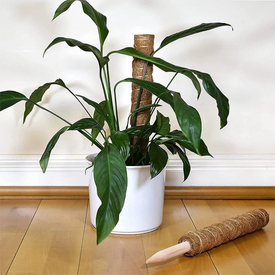 Tuteur plante en fibre de coco dans un pot