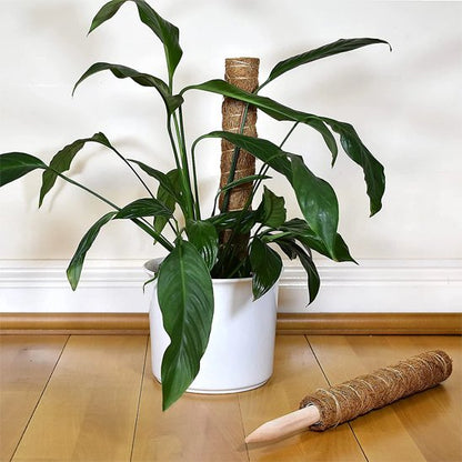 Tuteur plante en fibre de coco dans un pot